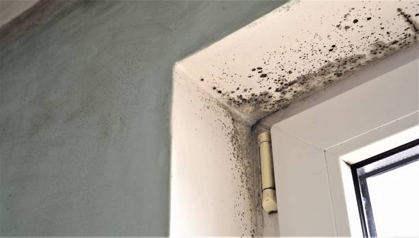 Best Mold Damage Restoration  in Blythewood, SC