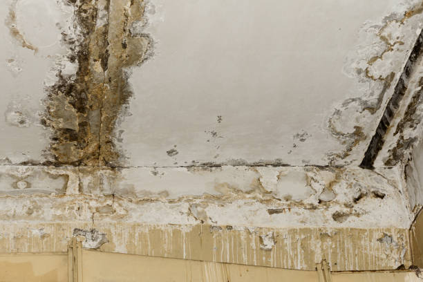 Dehumidification Services in Blythewood, SC