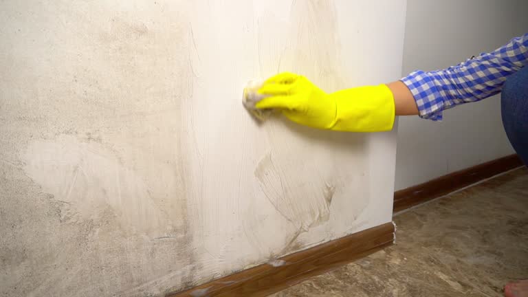 Best Emergency Mold Remediation  in Blythewood, SC