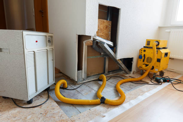 Professional Mold Removal in Blythewood, SC